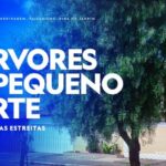 Melhores Árvores Pequenas para Jardins Compactos
