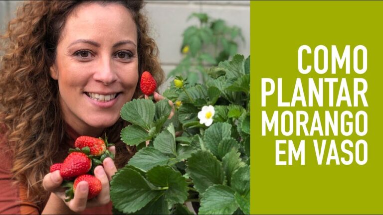Onde Comprar Morangueiros para Plantar com Sucesso