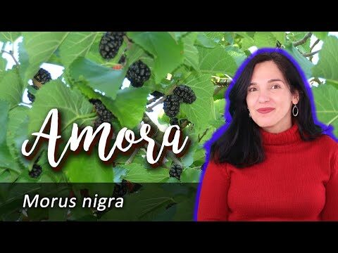 Benef&iacute;cios e Cuidados com a Amoreira Preta: Uma &Aacute;rvore Vers&aacute;til