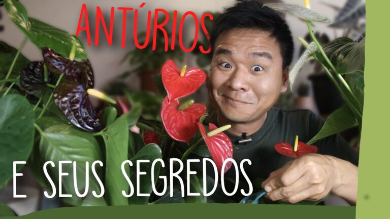 Guia Prático para Cuidar do Antúrio Vermelho