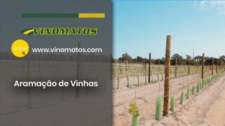 Guia Prático para Montar uma Vinha Perfeita