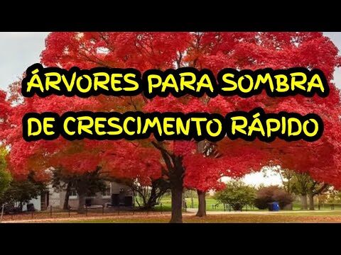 &Aacute;rvores de Sombra de Crescimento R&aacute;pido em Portugal