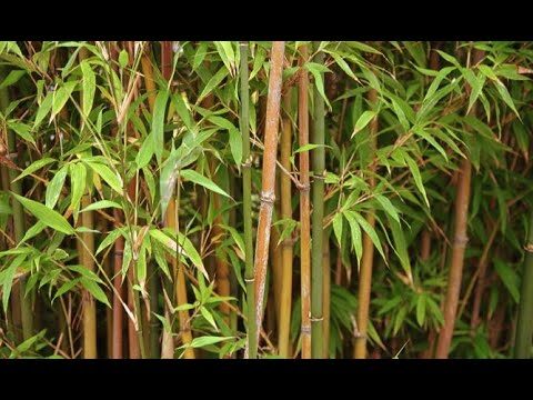 Benefícios e Cuidados com a Cana de Bambu como Planta Decorativa