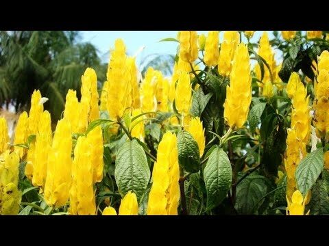 Belezas do Camarão Amarelo em Flor: Um Guia Completo
