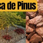 Benefícios de Usar Casca de Pinheiro no Jardim