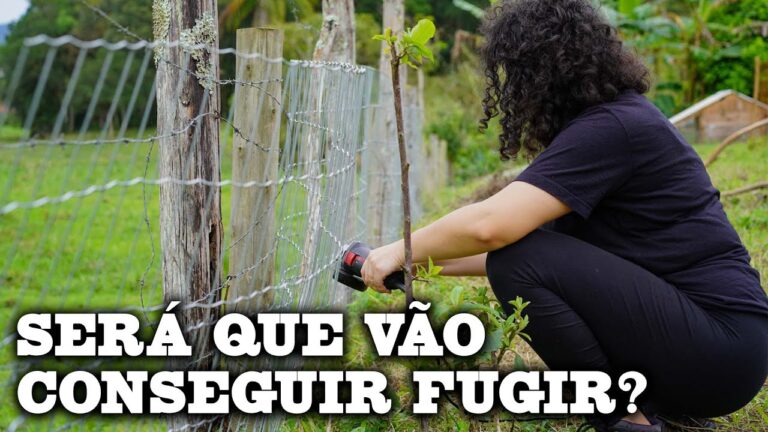 Vedações Eficazes para Proteger Seu Cão
