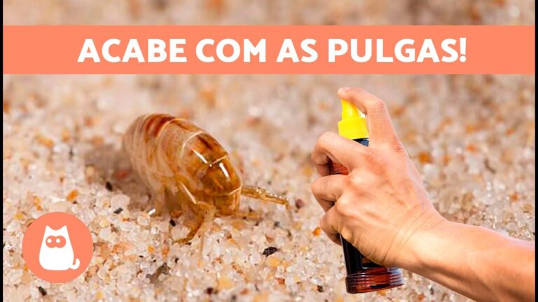 Como Eliminar Pulgas em Casa de Forma Eficiente