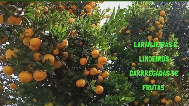Adubar Laranjeiras: Dicas para um Cultivo Saudável e Produtivo