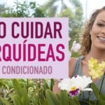 Guia Prático para Tratar Orquídeas em Vaso