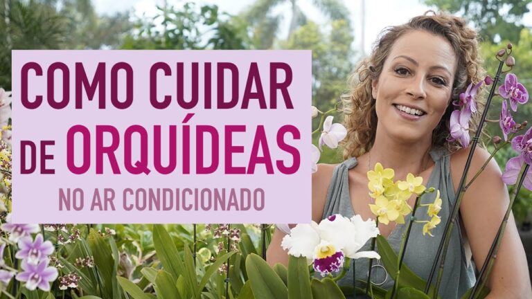 Guia Prático para Tratar Orquídeas em Vaso
