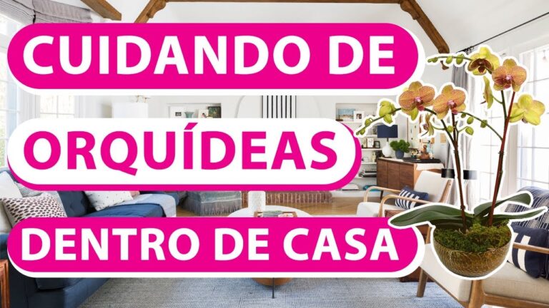 Guia Prático para o Cuidado de Orquídeas de Interior