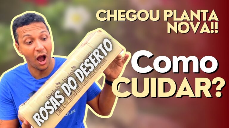 Onde Comprar Rosa do Deserto em Portugal: Guia Completo