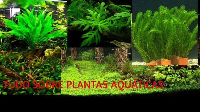 Guia Prático para Plantar Plantas Aquáticas em Aquário