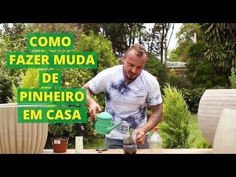 Guia Prático para Replantar Pinheiros com Sucesso