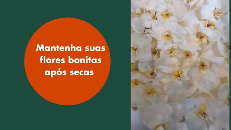Dicas Eficazes para Conservar Flores Naturais Secas