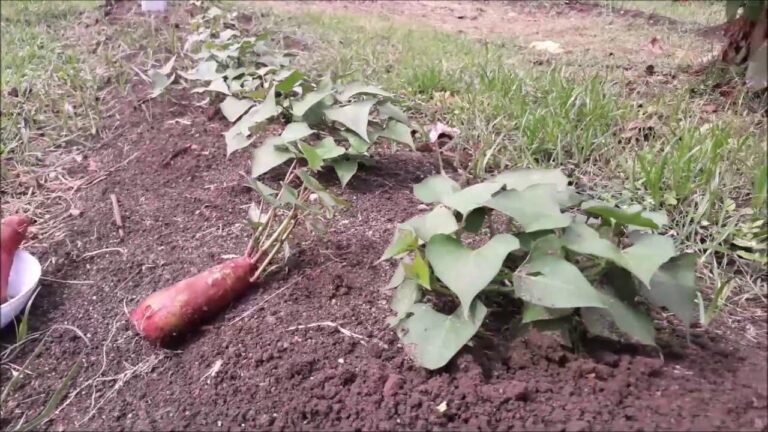 Guia Prático para Cultivar Batata Doce em Portugal