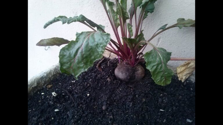 Guia Prático para Plantar Beterraba com Sucesso