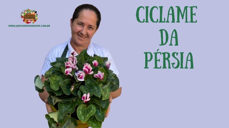 Ciclame da Pérsia: Beleza e Cuidados Essenciais