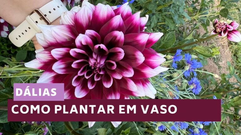 Guia Pr&aacute;tico: Como Plantar Dalias com Sucesso
