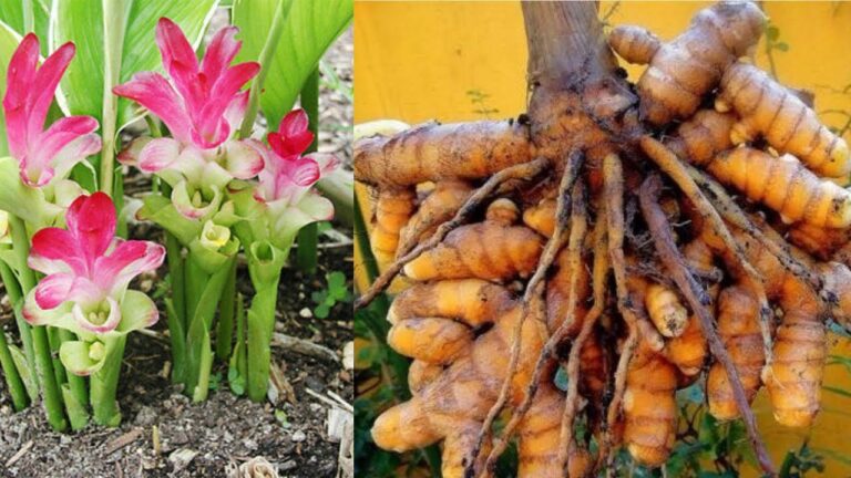 Guia Prático: Como Plantar Raiz de Cúrcuma