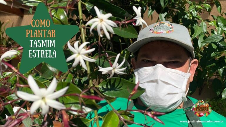 Cuidados Essenciais para Cultivar Jasmim Estrela em Vaso