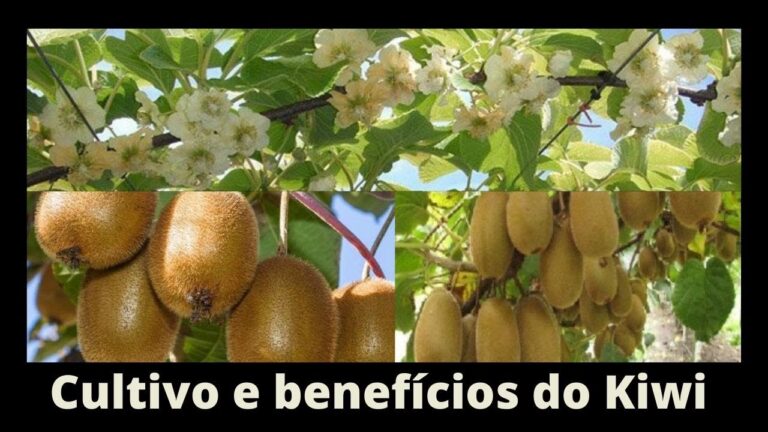 Guia Prático: Como Plantar Quivi com Sucesso