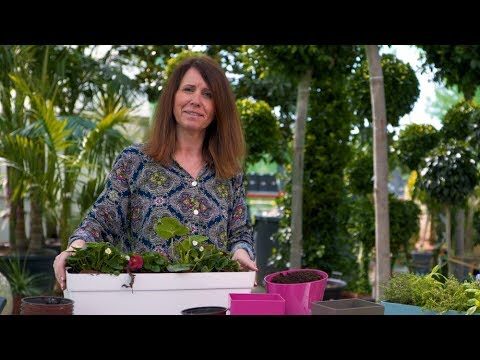 Quando Plantar Morangueiros: Guia Prático para Cultivo Ideal