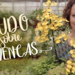 O Significado Espiritual da Avenca