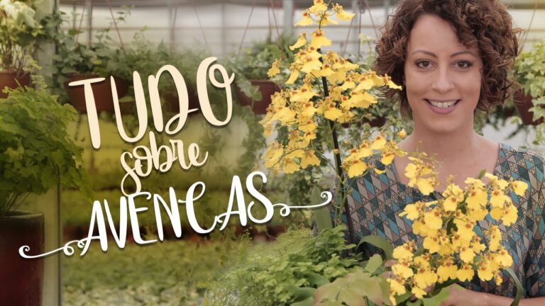 O Significado Espiritual da Avenca