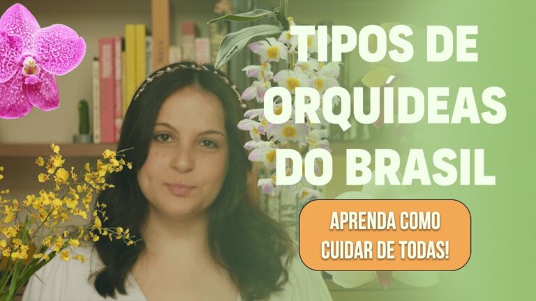 Descubra os Melhores Tipos de Orquídeas de Interior