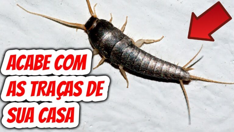 Veneno Caseiro Eficaz para Peixinhos de Prata
