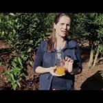Identificando Doenças das Laranjeiras: Guia Visual Completo