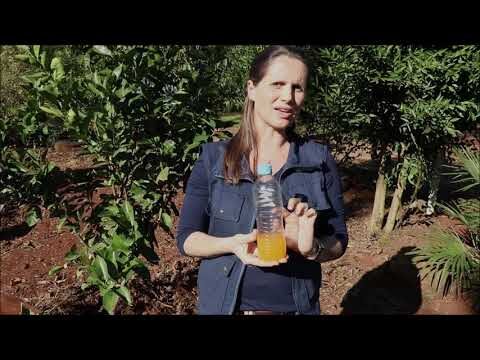 Identificando Doenças das Laranjeiras: Guia Visual Completo