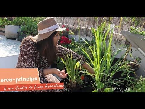 Os Benefícios do Chá Príncipe: Uma Bebida para a Saúde