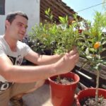 Preço da Árvore de Kumquat: Guia Completo para Compras