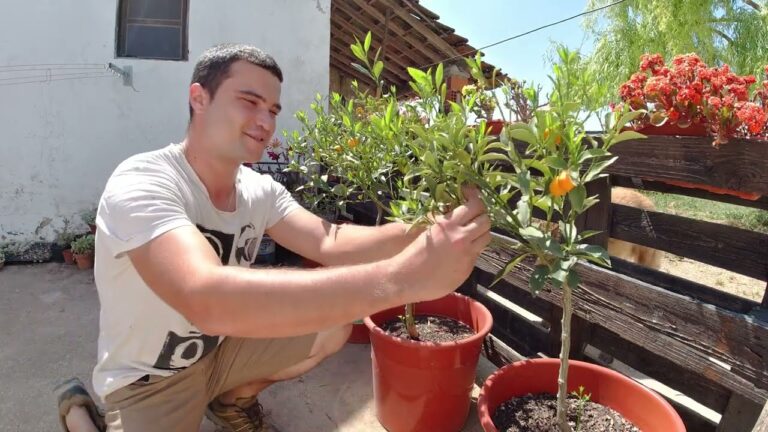 Preço da Árvore de Kumquat: Guia Completo para Compras