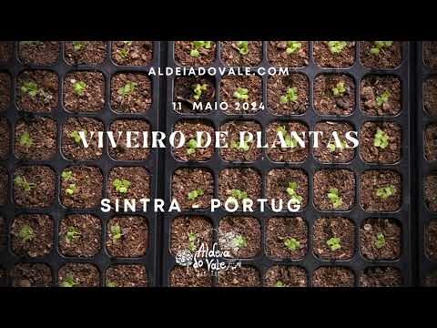 Viveiros de Plantas em Sintra: Um Guia Completo