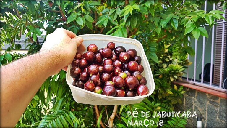 Jabuticaba: A Fruta Brasileira Conquistando Portugal