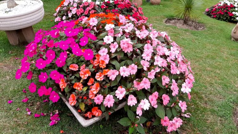 Inspira&ccedil;&atilde;o para Jardins Floridos: Fotos e Ideias Encantadoras