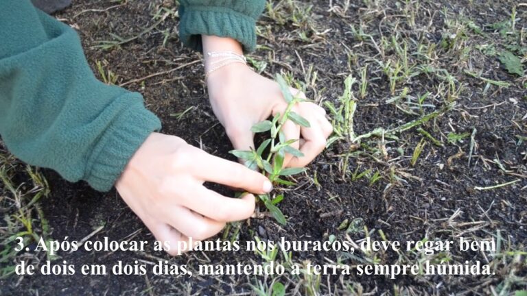 Transformando Espaços com Relva Brasileira em Tapete