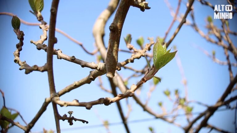 Cultivo e Potencial da Kiwi Arguta em Portugal