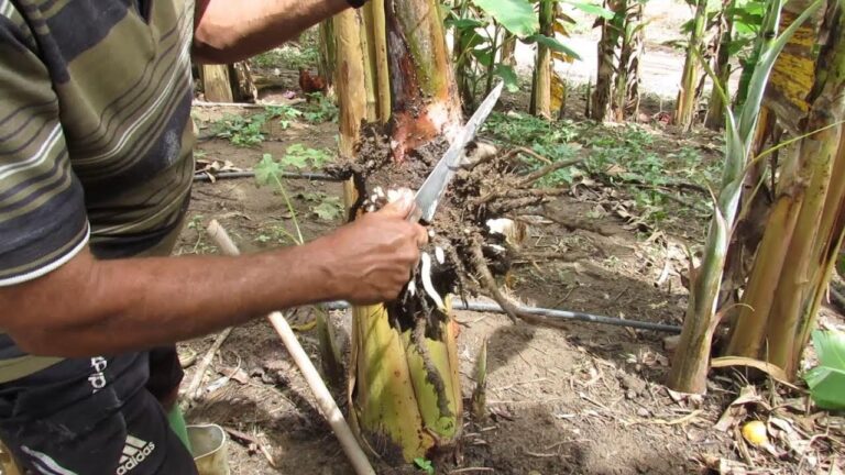 Guia Prático: Como Plantar Bananeira para Frutas Suculentas