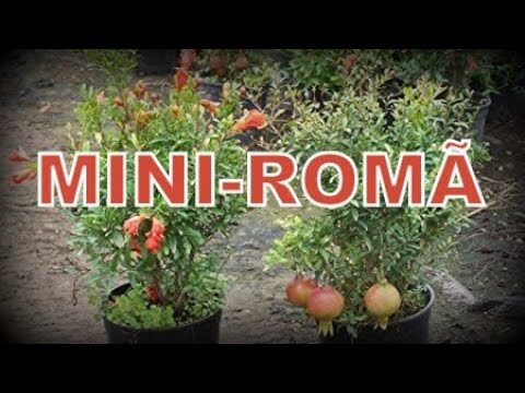 A Árvore que Produz Romãs: Cultivo e Benefícios