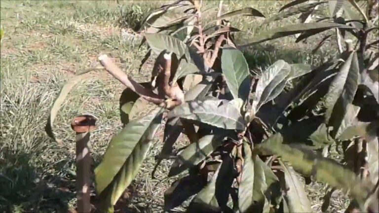 Cultivo e Benefícios do Nespereira: Guia Completo para Podar