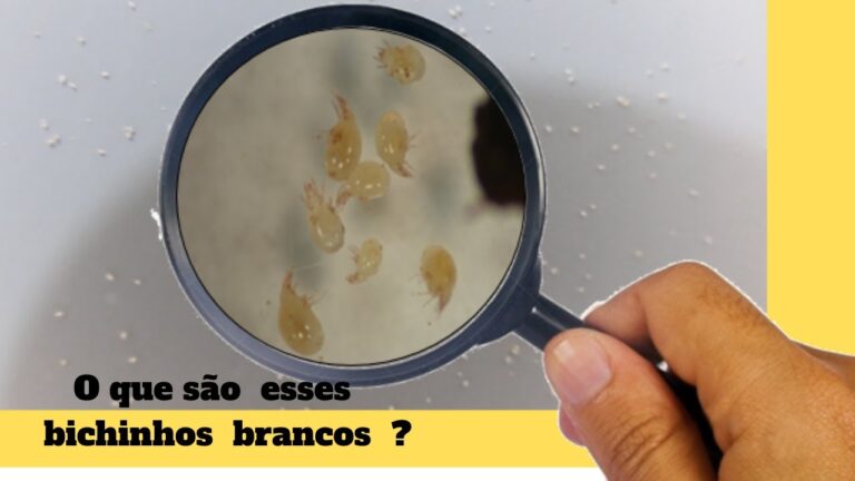 Combatendo a Praga de Bichos Pequenos: Soluções Eficazes
