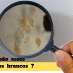 Como Combater o Bichinho Branco de Umidade em Casa
