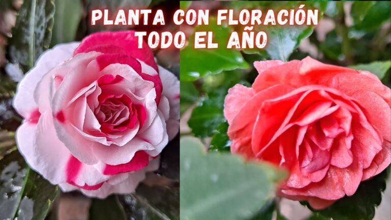 Alegria da Casa: Plantas que Transformam Ambientes