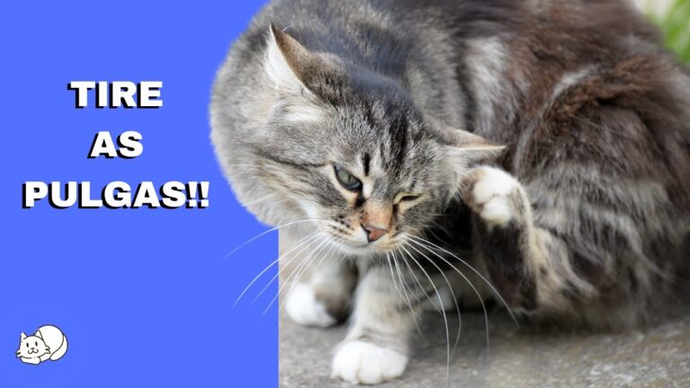 Eliminando Pulgas em Gatos com Vinagre