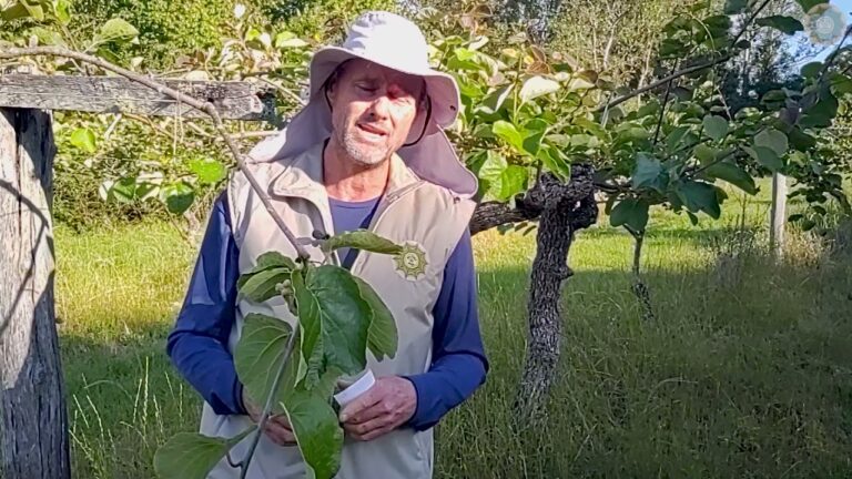 Cultivo e Benef&iacute;cios da &Aacute;rvore do Kiwi