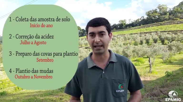 Guia Prático para Plantar Oliveiras